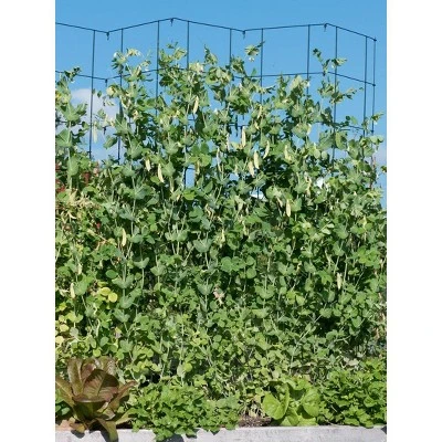 Gardeners Supply Company Tall Expandable Pea Trellis For Climbing Plants Outdoor | Sturdy Upright Garden Trellis For Vines, Tomatoes, Peas & Other Live Plants Support | 9'-3" L X 64" H Installed Steel - Red - Gardener's Supply Company 1 Gardeners Supply Company Tall Expandable Pea Trellis For Climbing Plants Outdoor | Sturdy Upright Garden Trellis For Vines, Tomatoes, Peas & Other Live Plants Support | 9'-3" L X 64" H Installed Steel - Red - Gardener's Supply Company