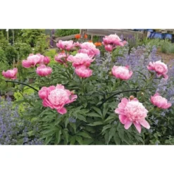 Gardener's Supply Company Essex Plant Support | Sturdy Metal Plants Support Frame For Peonies, Rose Ornamental Flower Garden Cage | Wide Top Rings -Northlight Shop GUEST f939ee89 36bf 47cf 846d 7e93e8d694cd